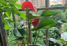 红掌水培技巧大揭秘！（叶片不红的解决方法，一招搞定！）