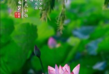 从水上莲花到佛教象征，荷花的花语深藏寓意（从水上莲花到佛教象征，荷花的花语深藏寓意）