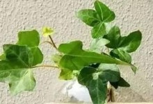 常春藤浇水时间和正确方法（如何让常春藤健康生长）