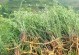 气虚湿重患者必读（适合哪些地方种植，如何养护？）
