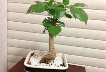 幸福树的种植与养护（打造家庭幸福的秘诀）