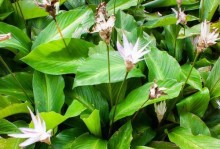 玉簪花应该种在深盆还是浅盆？——深盆与浅盆的优缺点（选择盆器要慎重，关系到花卉生长和发展）