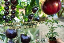 如何选择番茄的栽种时间（番茄栽种时间的重要性及选择技巧）
