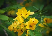 槐花叶子发黄的原因及处理方法（揭秘槐花叶子发黄的真相，教你正确处理）