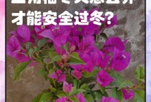 三角梅过冬全攻略（如何养护三角梅过冬，让它绽放美丽的花朵）