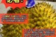 榴莲成熟的标志和时间（榴莲成熟的秘密及如何判断成熟）