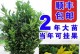 金佛手叶子掉光的原因及护理方法（探究金佛手叶子掉光的原因以及如何有效护理金佛手植物）