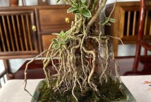 六月雪扦插的最佳时间和方法（掌握六月雪扦插的技巧，轻松繁殖新苗）