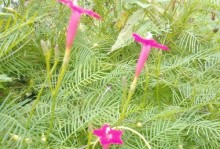茑萝花种植指南（了解茑萝花的种植需求，打造美丽花园）