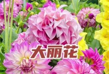大丽花根的储存与保管方法（保持大丽花根的健康生长，享受美丽花朵的陪伴）