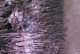 探讨树牡丹嫁接技术的方法与步骤（学习如何以树牡丹进行嫁接，让花园更加绚丽多彩）