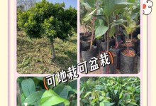 山竹种植的最佳时间（掌握最佳种植时间，助力山竹丰收）