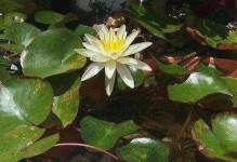 在水缸里养睡莲种子的方法与技巧（轻松成就水中花海，让睡莲在家中绽放）