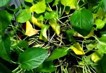四季海棠为何花朵频繁烂落？（探究四季海棠花朵烂落的原因和解决方法）