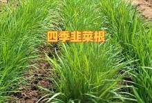 如何催芽韭菜种子（韭菜种子催芽详解，催芽方法分享）