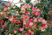 叶子花开花次数的奥秘（探究叶子花每年开花的数量及原因）