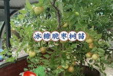 红枣的成熟季节及采摘时间（探秘红枣的生长规律及采摘技巧）