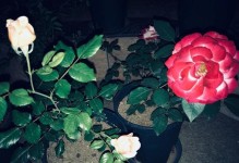 “浇月季花的神奇之物（尿液对于月季花的营养价值和正确使用方法）
