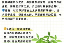 扶桑叶子发黄的原因及补救方法