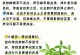 扶桑叶子发黄的原因及补救方法