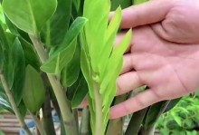 金钱树怎样养得肥厚？（掌握关键技巧，让你的金钱树茁壮成长）