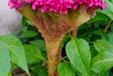 探秘鸡冠花的芳香世界（鸡冠花——一个充满神秘和浪漫的植物）