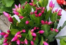 凉白开水能否用于浇花？（科学研究揭秘）