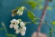 蓝莓树的开花（探寻蓝莓花期、花朵特征和受精机制）