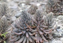 房顶绿化，适合种什么植物？（探讨房顶绿化中的植物选择及栽培技巧）