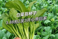 白菜的种植时间与注意事项（春季和秋季是最佳种植时间，注意土壤和排水）