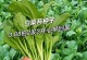 白菜的种植时间与注意事项（春季和秋季是最佳种植时间，注意土壤和排水）