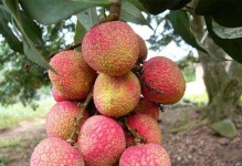 广东荔枝成熟季节解析（荔枝果实生长规律及产地特点）