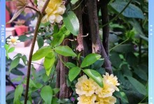 木香花为什么在冬天掉叶子？（探究木香花的生长习性与叶落规律）