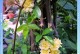 木香花为什么在冬天掉叶子？（探究木香花的生长习性与叶落规律）