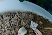 多肉叶片怎么出芽率高？（提升多肉叶片的繁殖成功率，让你养出更多的多肉植物！）