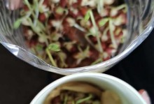 红豆生长之旅（一颗种子的成长历程）