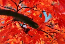 枫叶的花语及其深层含义（探寻枫叶背后的神秘意义）