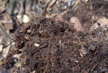 煤渣也能种花吗？（探究煤渣的绿色利用之路）