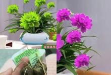 虎皮兰的水养技巧（掌握这些要点，让你的虎皮兰活得更好）