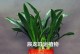 万年青移植全攻略（从选种到养护，让你轻松打造绿意盎然的家居花园）