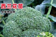 莲花白种植全攻略（时间、方法及关键注意点一网打尽）