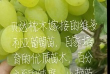 葡萄树嫁接成活率高的关键技巧（掌握这些技巧，让你的葡萄树嫁接成功率大大提升）