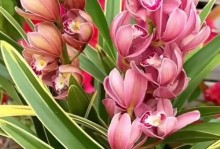 三角梅怎么养才能开花多（科学养护，让三角梅花开满枝头）