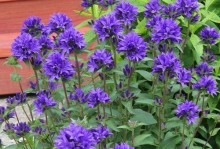 灯笼花的种子问题——探究灯笼花是否有种子（灯笼花的繁殖方式、种子的形态和获得种子的方法）