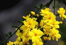 迎春花盘枝技巧与养护秘籍（春季养花必看，教你打造美丽迎春花枝！）