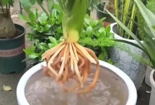 夏日养护君子兰，打造清新怡人花园（室内君子兰夏天的关怀，让它持续绽放美丽）