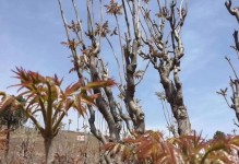香椿的生长环境与种植技巧（探寻香椿的生长地理、理解香椿的生态要求、学习香椿的种植技巧）