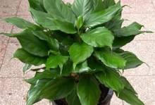 万年青的样子和特点（探索这种神奇植物的美丽之处）