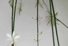 吊兰的生长环境及生长地方条件（了解吊兰，让你家的绿植更加茂盛）
