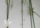 吊兰的生长环境及生长地方条件（了解吊兰，让你家的绿植更加茂盛）